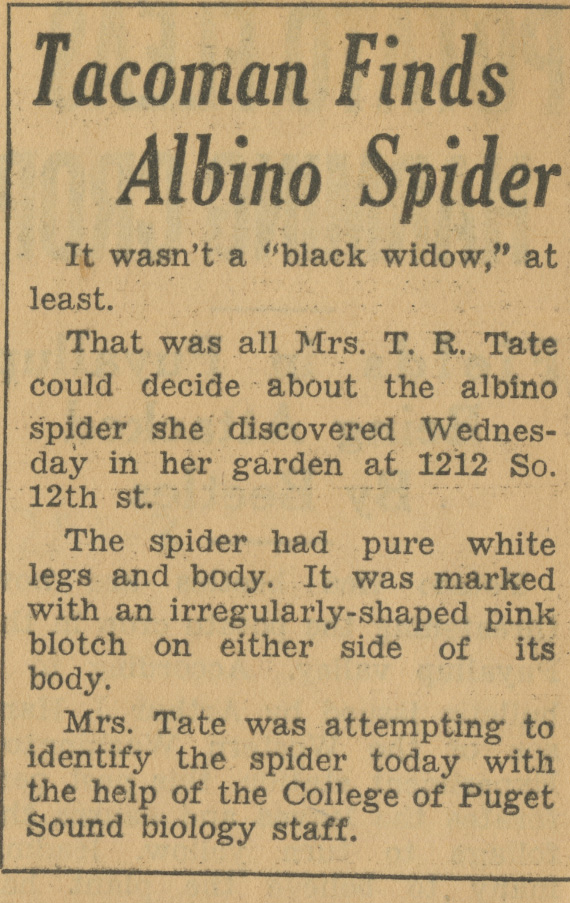Albino spider fun story