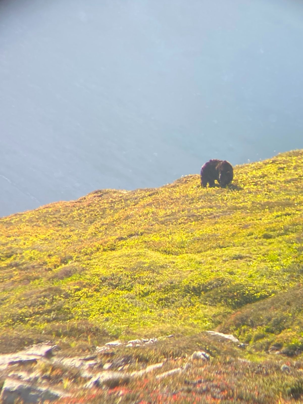 BEAR